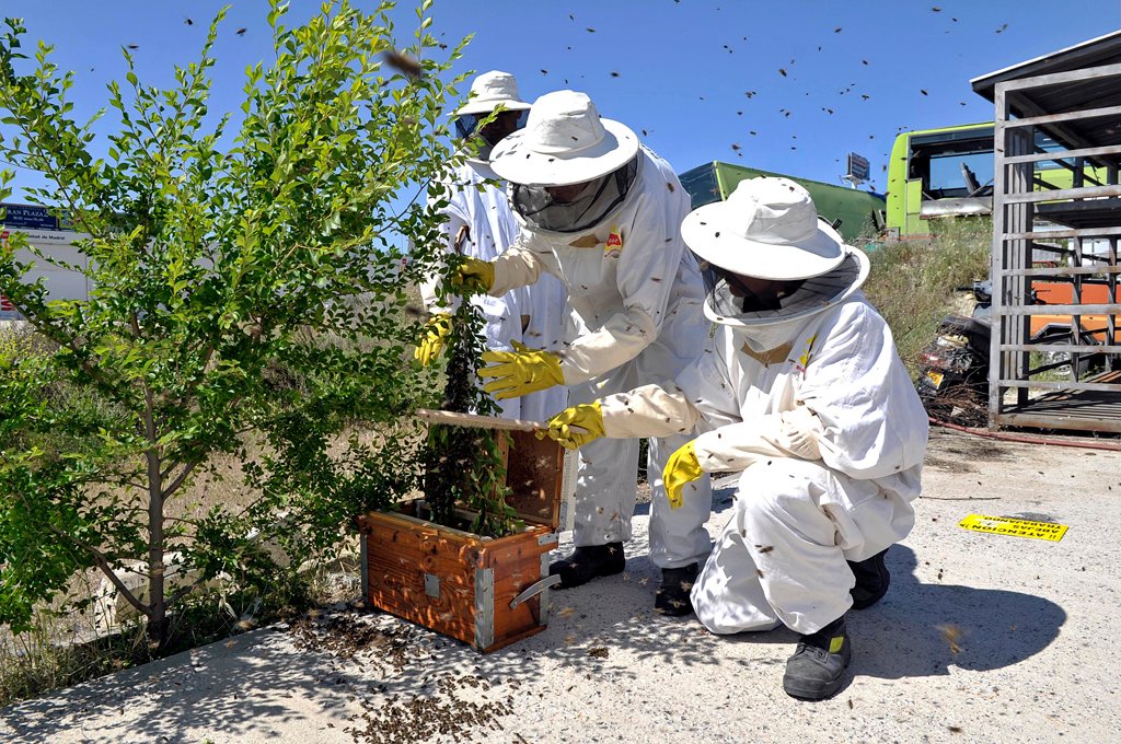 abejas.jpg