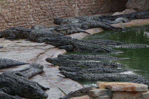 Cocodrilos-en-Túnez-EFE-696x464.jpg