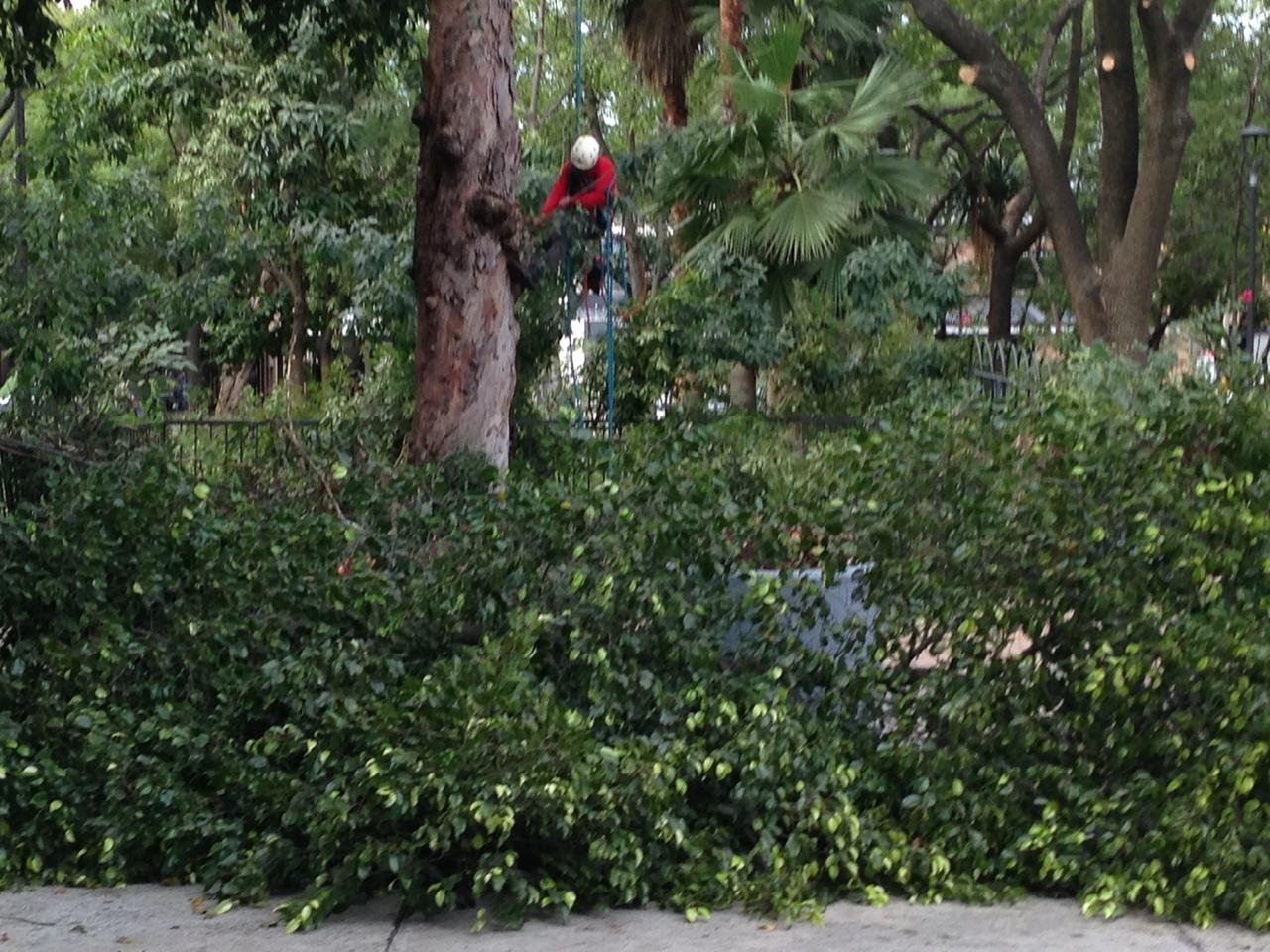 Deforestación-Providencia-Ignacio-Pérez-Vega-5.jpeg