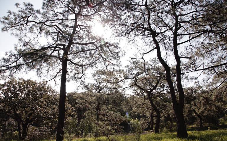 Bosque de La Primavera