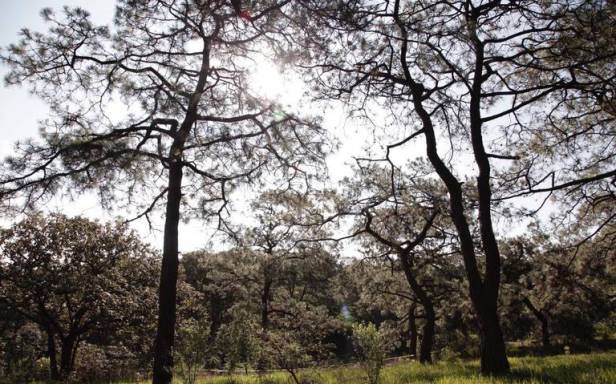 Bosque de La Primavera
