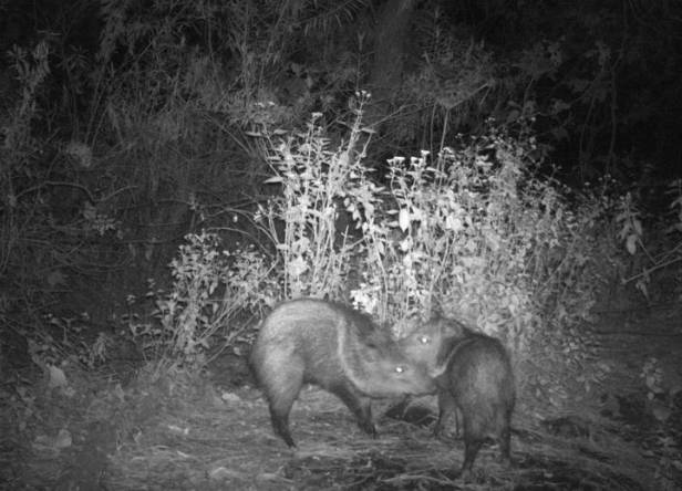 Especies Bosque de La Primavera