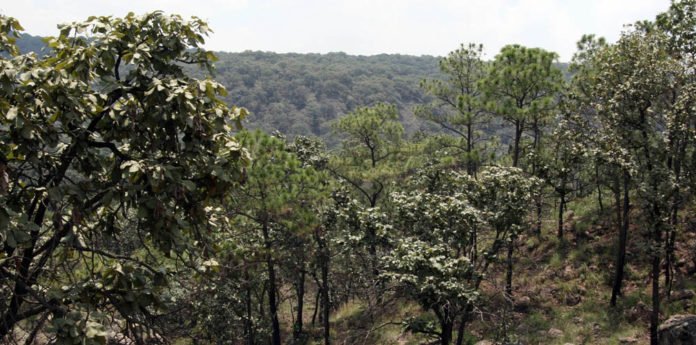 BOSQUE DE LA PRIMAVERA