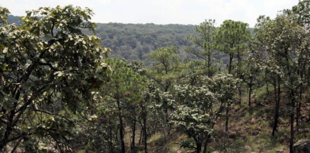 BOSQUE DE LA PRIMAVERA