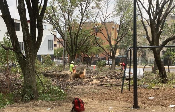 Denuncian tala de árboles en Jardines del Sur