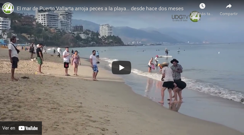 El mar de Puerto Vallarta arroja peces a la playa… desde hace dos meses￼