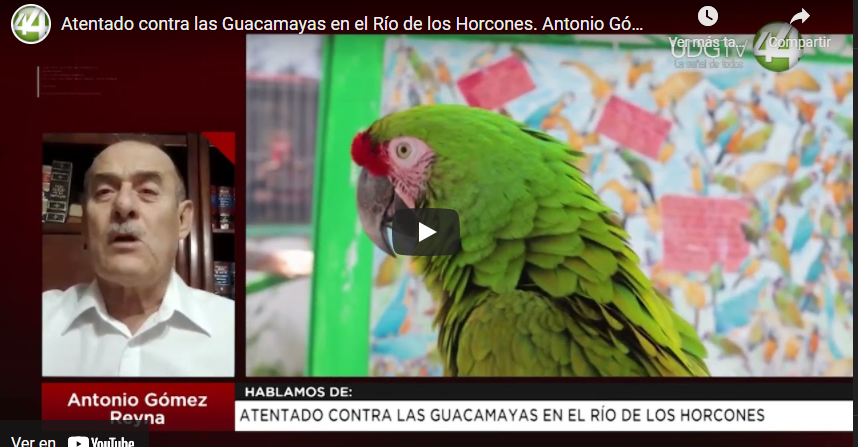 Atentado contra las Guacamayas en el Río de los Horcones. Antonio Gómez Reyna￼