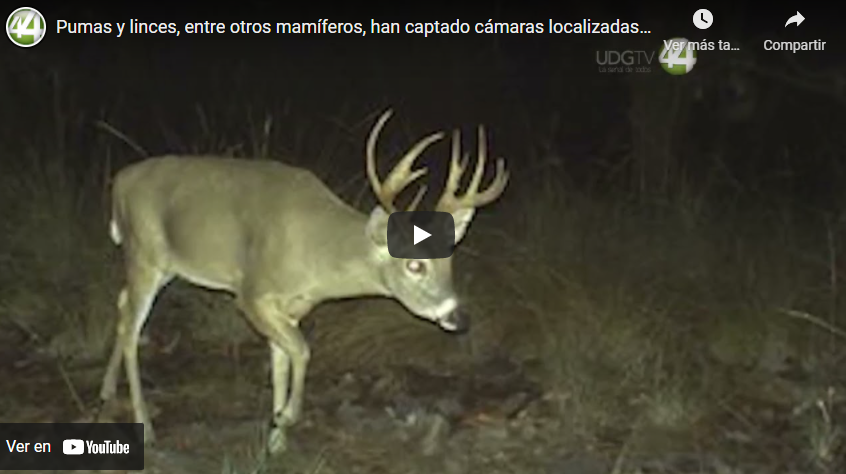 Pumas y linces, entre otros mamíferos, han captado cámaras localizadas en el bosque de la Primavera￼