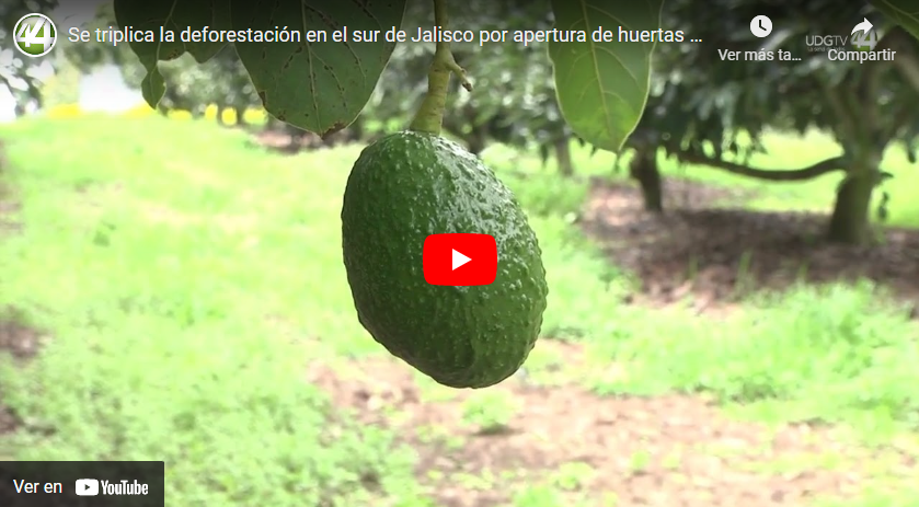 Se triplica la deforestación en el sur de Jalisco por apertura de huertas aguacateras