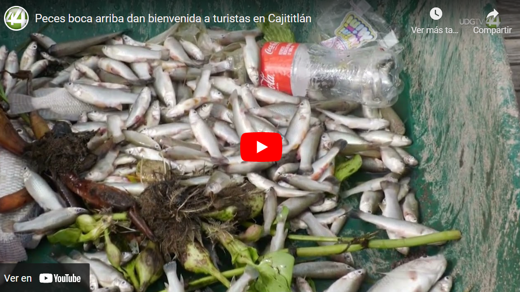 Peces boca arriba dan bienvenida a turistas en Cajititlán