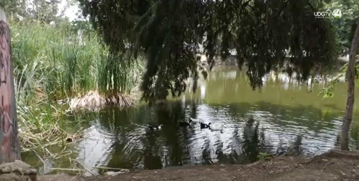 La extracción de agua, la causa de la muerte de peces en el Parque Las Piedrotas en Tonalá.