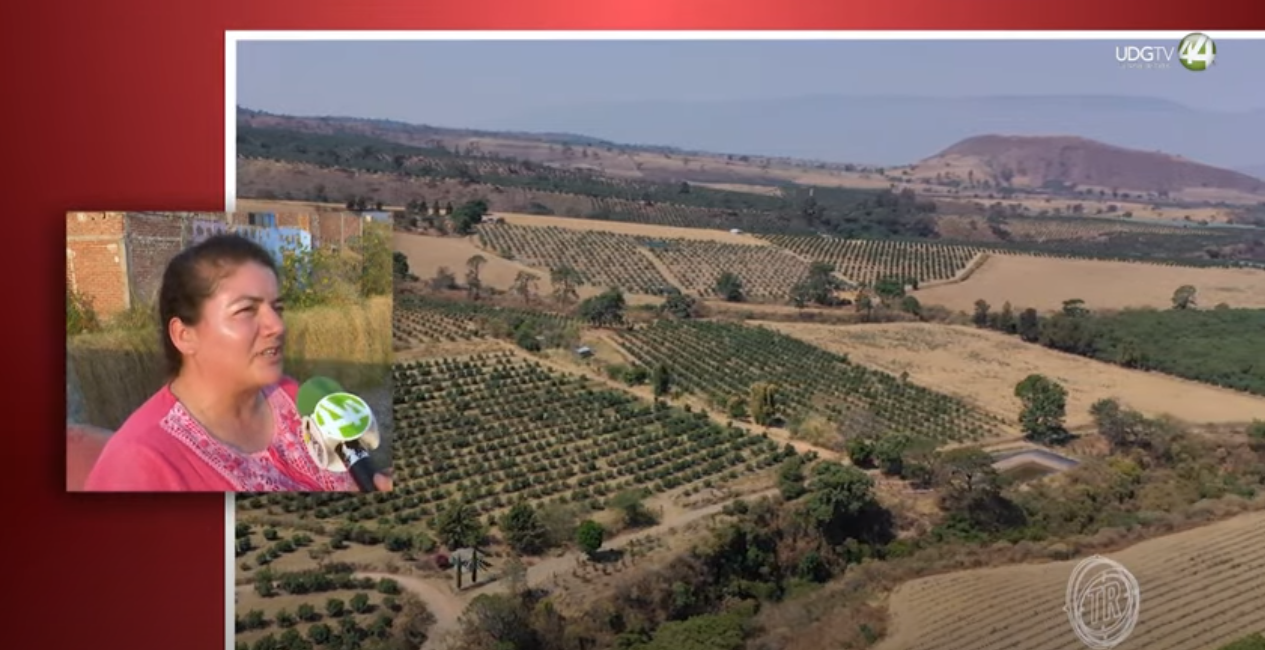 Territorio Reportaje || Aguacate: negocio, ecocidio y crimen | Parte 3