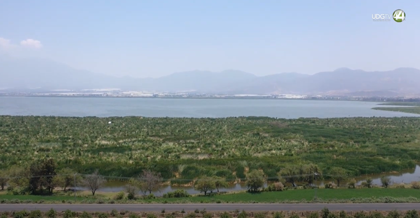 2 mil hectáreas de bosques arrasados en cuenca de la laguna de Zapotlán