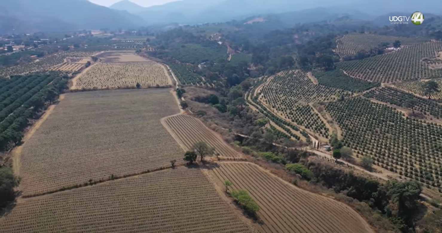 Territorio Reportaje || Aguacate, Negocio, Ecocidio y Crimen (serie completa)