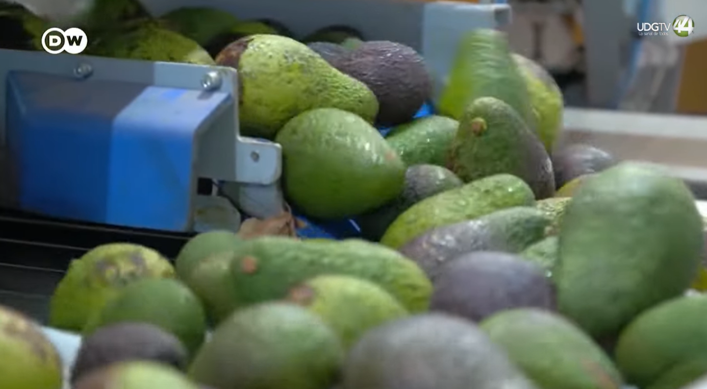 Territorio Reportaje || Aguacate, Negocio, Ecocidio y Crimen | Parte 6