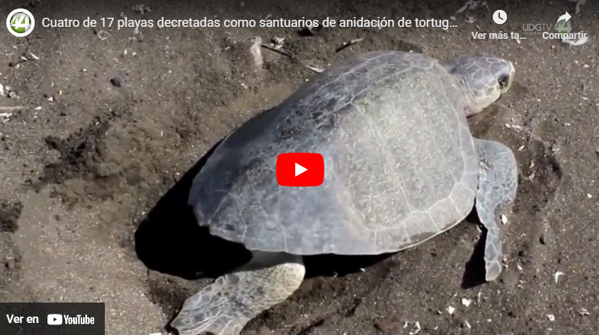 Cuatro de 17 playas decretadas como santuarios de anidación de tortugas marinas están en Jalisco
