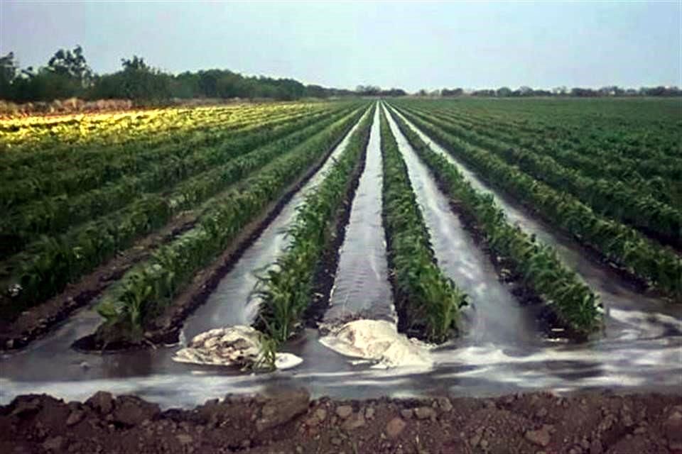Dan más concesiones pese a falta de agua en Jalisco