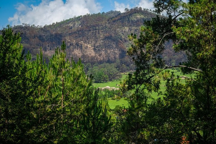 reforestan-bosque-de-tapalpa-labcsa