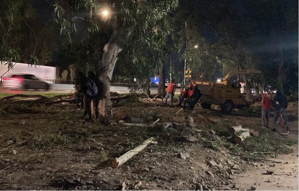 Recaban 10 mil firmas para evitar más tala de árboles en Zapopan | LABCSA