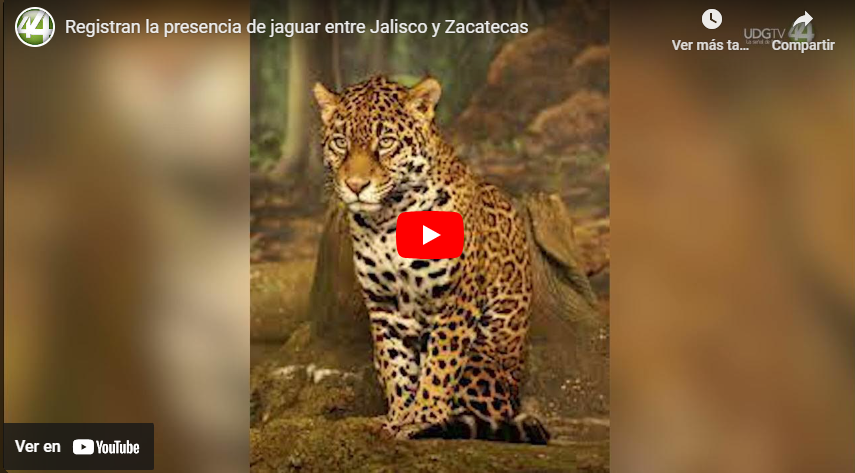 Registran la presencia de jaguar entre Jalisco y Zacatecas