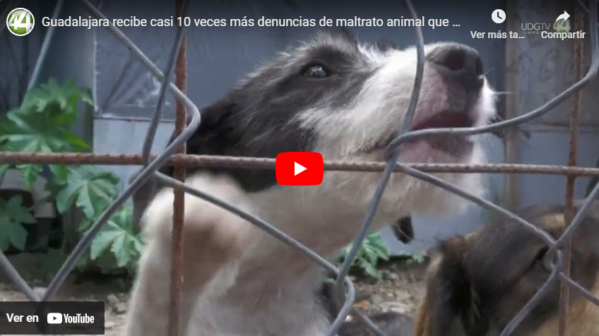 Guadalajara recibe casi 10 veces más denuncias de maltrato animal que Zapopan