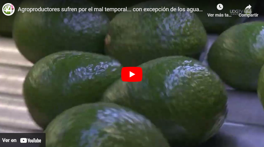 Agroproductores sufren por el mal temporal… con excepción de los aguacateros
