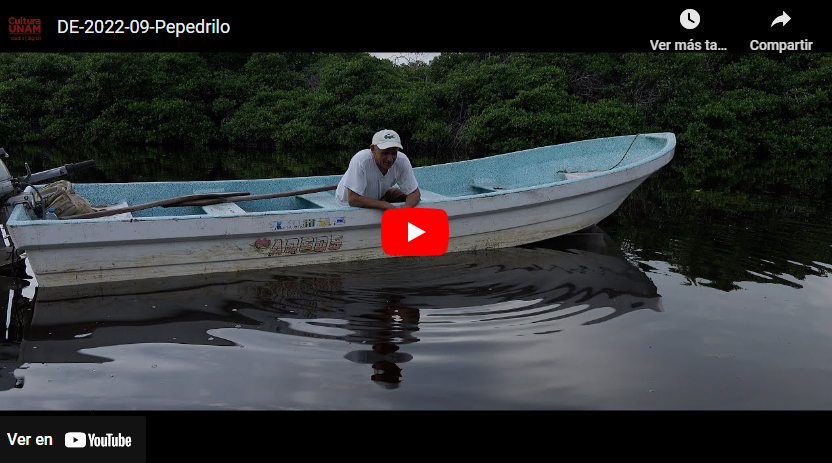 Pepedrilo