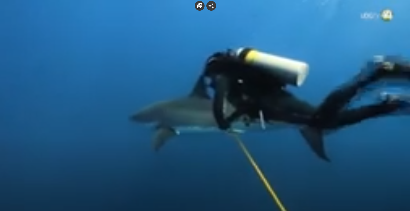 Territorio Reportaje || Una defensa de los tiburones | Parte 1