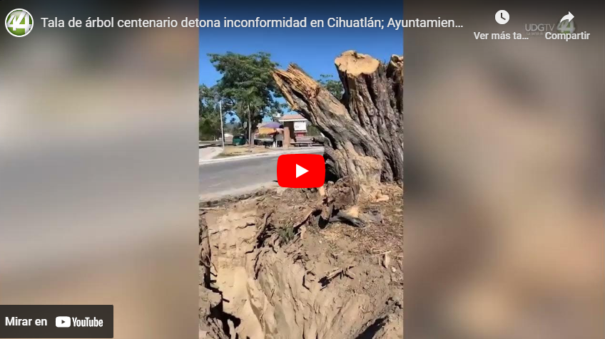 Tala de árbol centenario detona inconformidad en Cihuatlán; Ayuntamiento ignora a ciudadanos