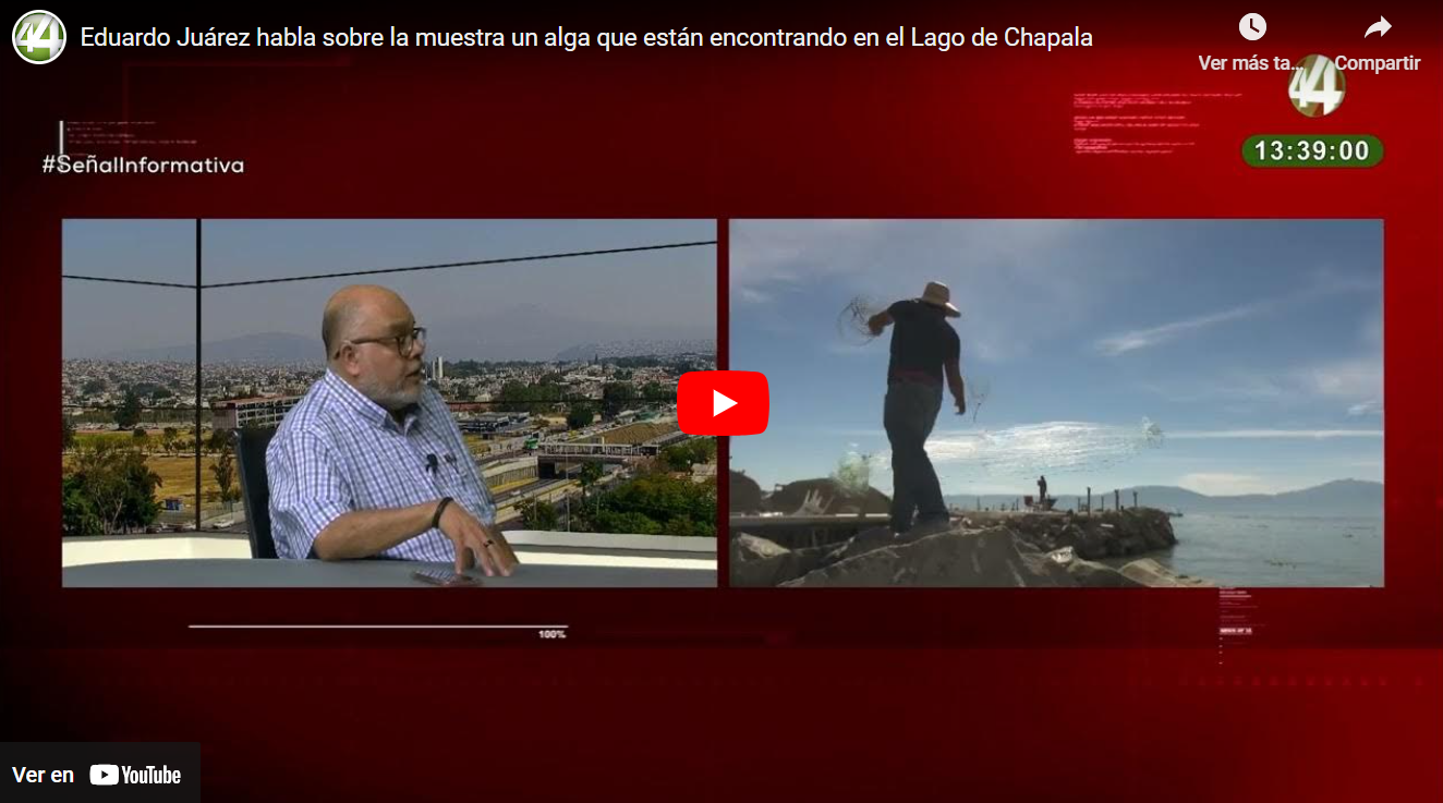 Alerta experto por microalga detectada en Chapala que puede afectar a consumidores en la ZMG