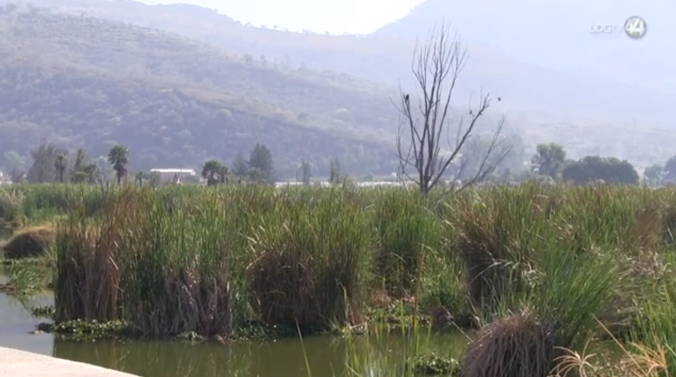 Zapotlán el Grande, un lugar que alberga más de la mitad de las aves que hay en Jalisco