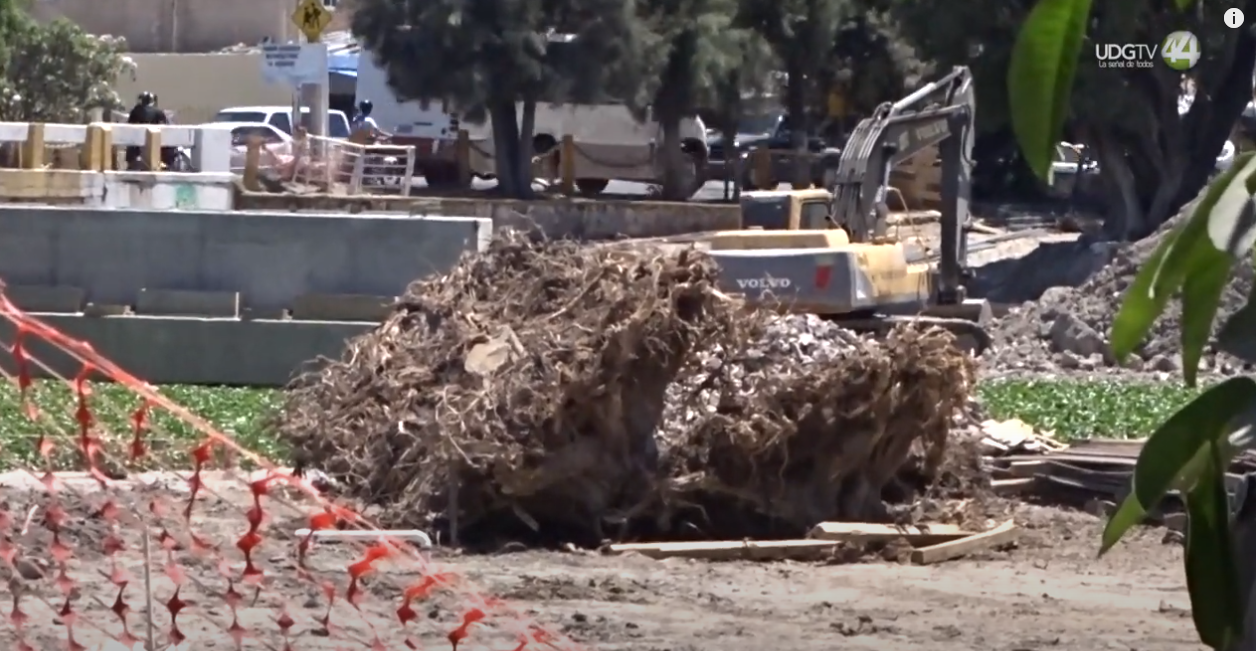 Sigue la tala de árboles por obras de ampliación del puente sobre el Zula y ciclovía Ocotlán-Jamay