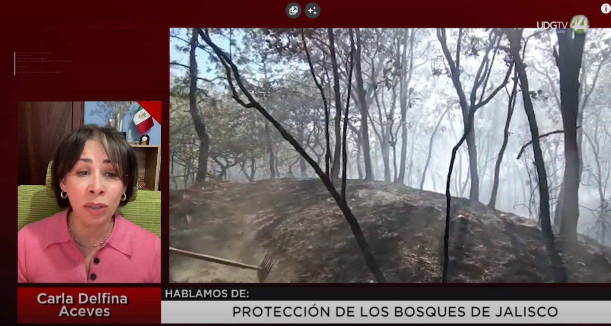 Protección de los bosques de Jalisco | Carla Delfina Aceves