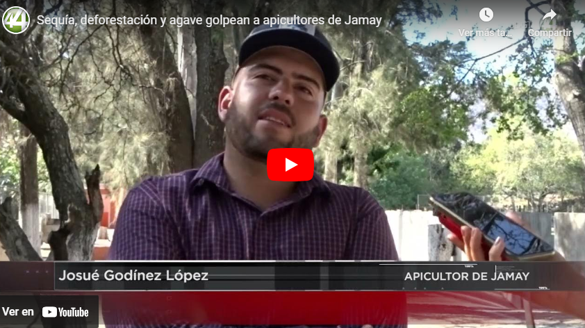 Sequía, deforestación y agave golpean a apicultores de Jamay