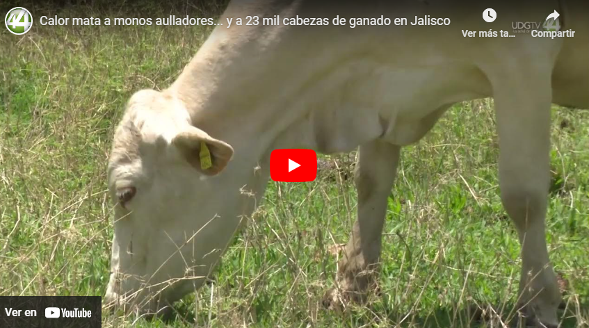 Calor mata a monos aulladores… y a 23 mil cabezas de ganado en Jalisco