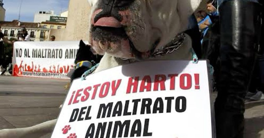 Persiste el maltrato animal en Bahía de Banderas