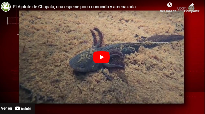 El Ajolote de Chapala, una especie poco conocida y amenazada