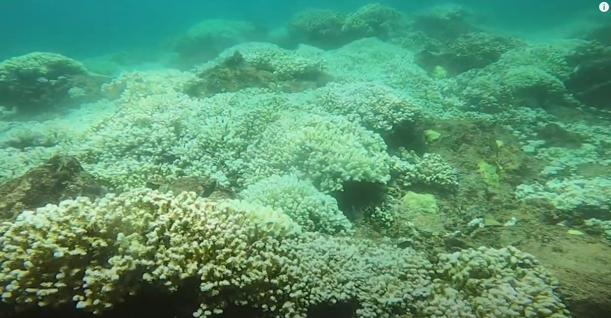 El sobrecalentamiento de las aguas gener el blanqueamiento de los corales en Islas Marietas