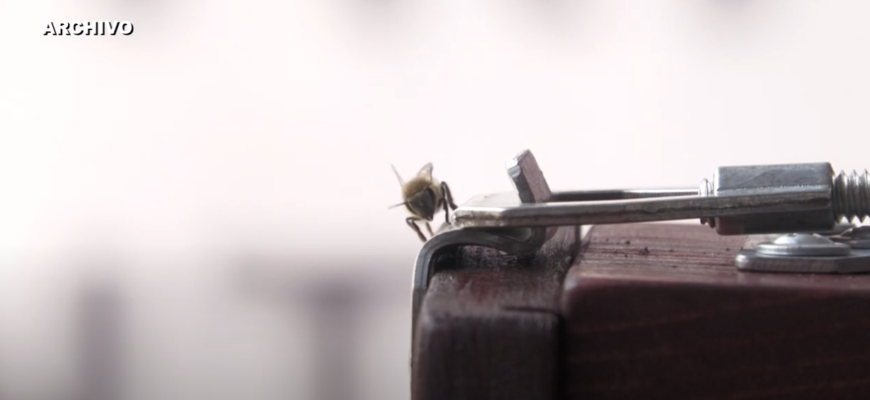 Sequías y pesticidas amenazan la supervivencia de las abejas