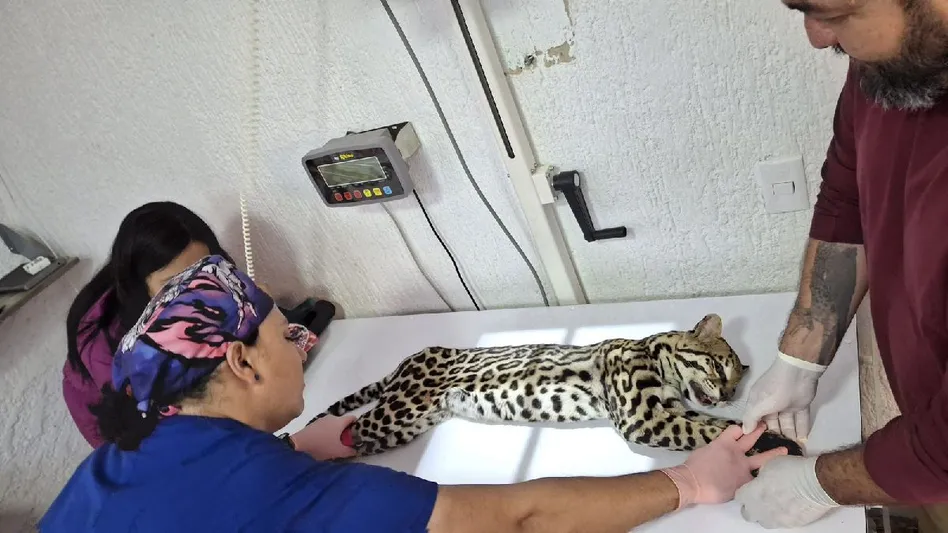 Rescatan a ocelote atropellado en Jalisco: un animal en peligro de extinción