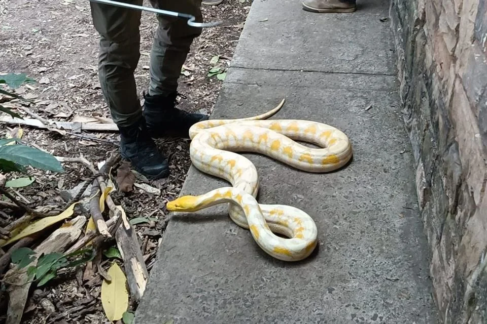 Aseguran a pitón en Providencia