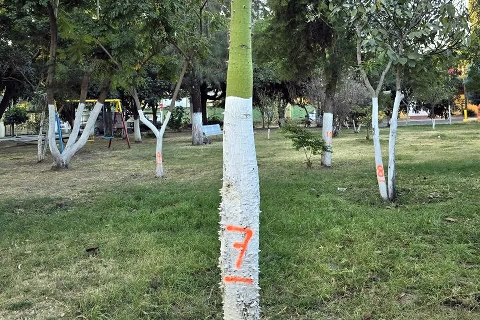 Afirman que talarán árboles enfermos en Ixtépete