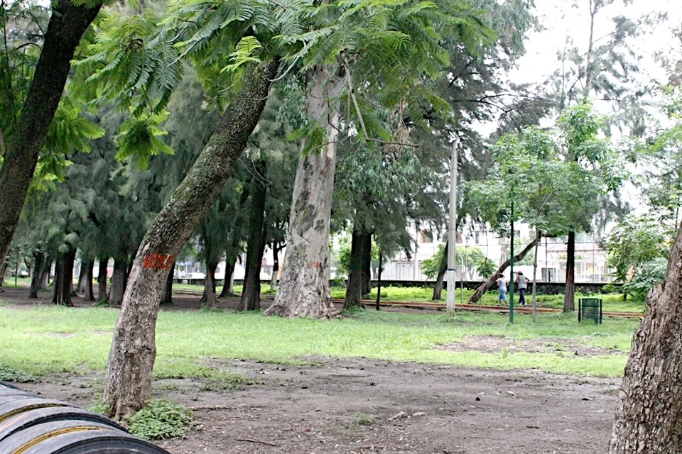 Cumplen a medias restauración forestal en Parque San Rafael
