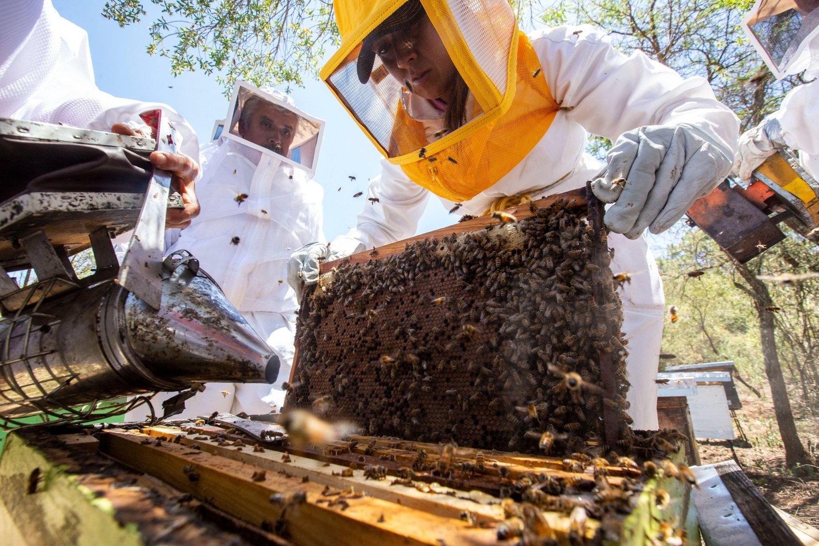 Por agroquímicos, colmenas de abejas en Jalisco merman hasta 70%