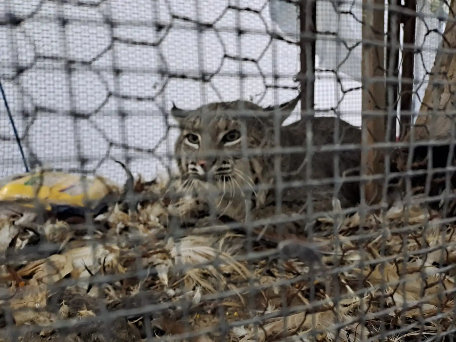 Rescatan a lince abandonado en Ameca