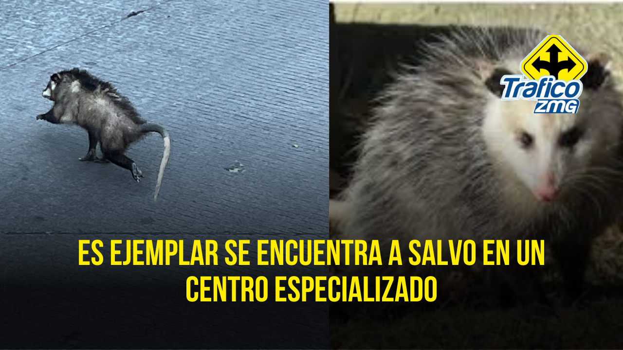 Encontraron a un tlacuache al interior de una camioneta
