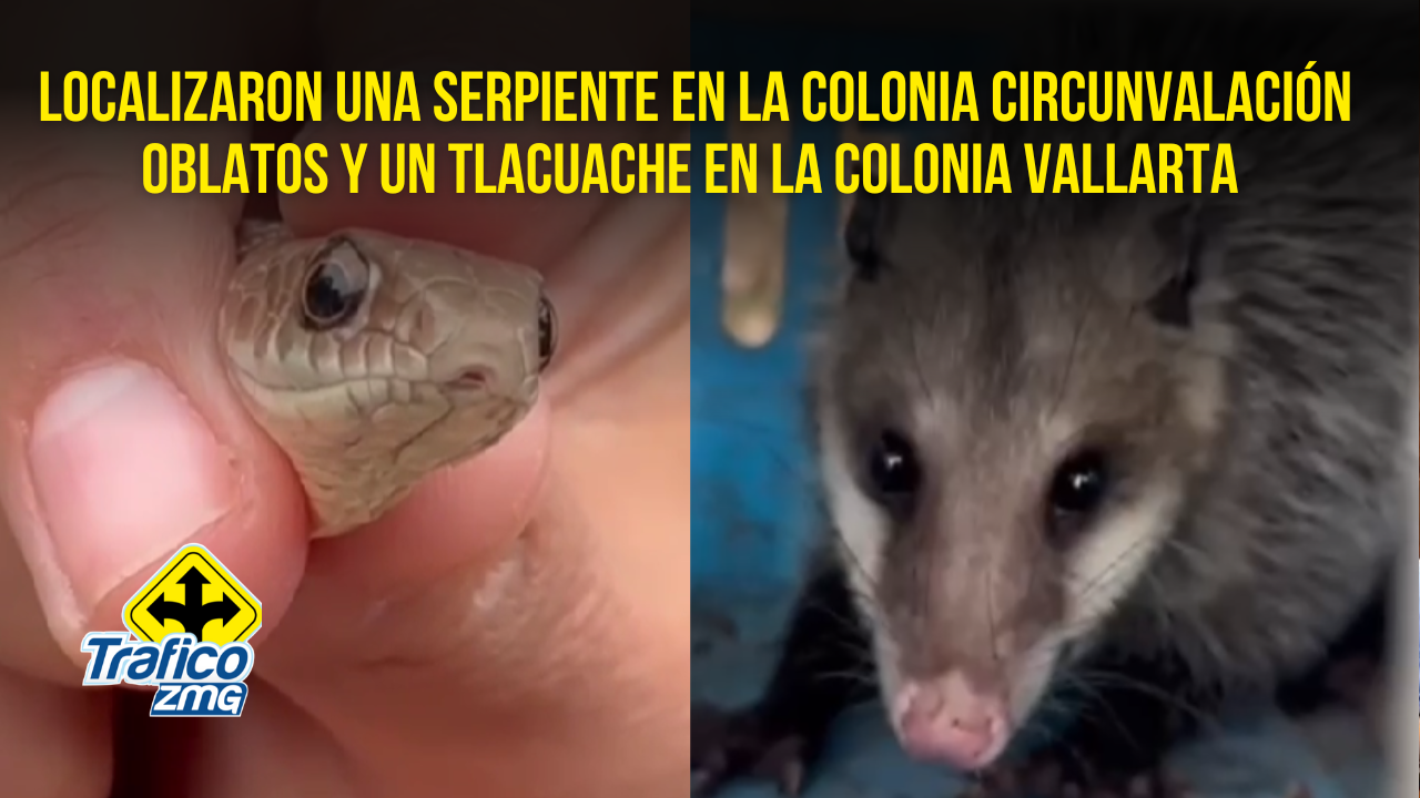 Animales silvestres caminaban por calles de Guadalajara