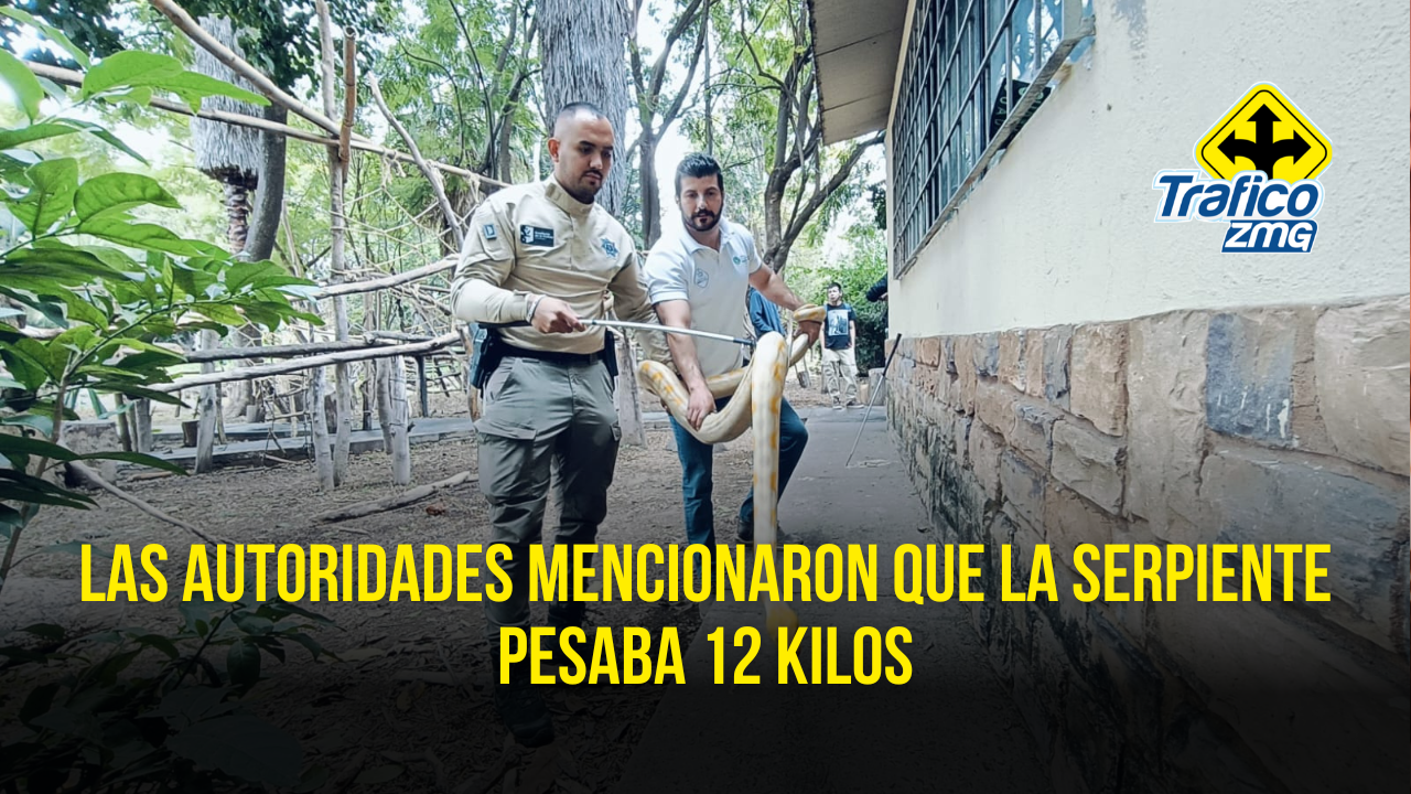 Localizaron a una serpiente de más de tres metros en Guadalajara