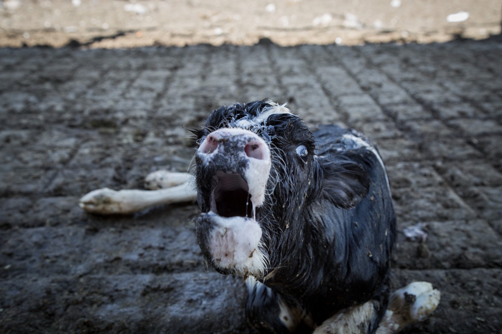 IGUALDAD ANIMAL: El sufrimiento animal detrás de la leche es mayor de lo que crees