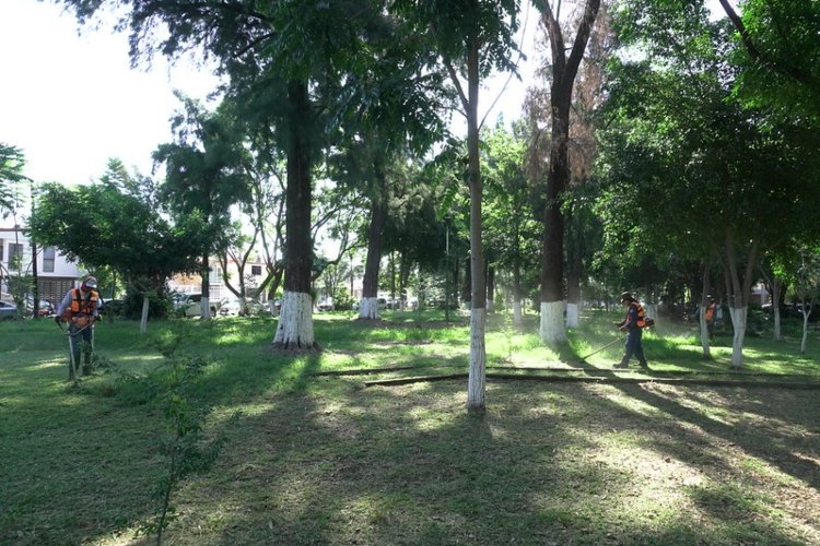 Identifican 22 avenidas con arbolado en mal estado en Zapopan
